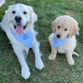 Engagement Annoucement Embroidered Dog Bandanas